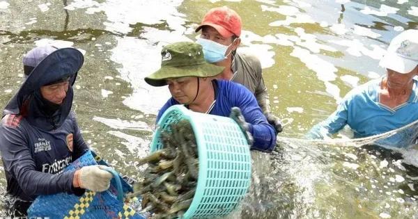 EU gia tăng kiểm soát và cảnh báo một số thực phẩm nhiễm chất cấm