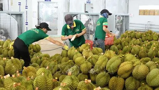 Sầu riêng - Động lực chính cho xuất khẩu rau quả Việt Nam
