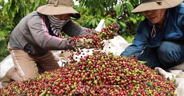 Giá cà phê giảm tại các tỉnh Tây Nguyên