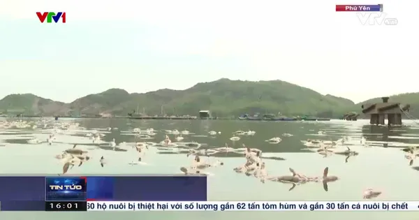Ô nhiễm môi trường do, tôm cá chết hàng loạt