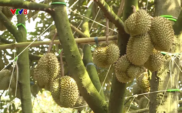 Nông nghiệp xanh: Sản xuất sầu riêng theo hướng nông nghiệp bền vững