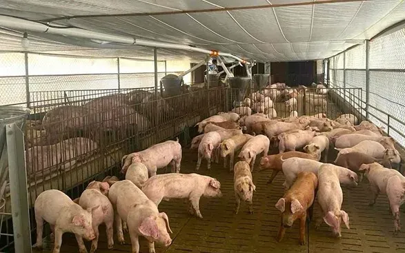 Chăn nuôi Việt Nam trước yêu cầu đổi mới và phát triển bền vững
