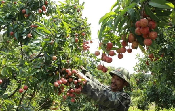Giá vải thiều tăng gấp ba ngay đầu vụ