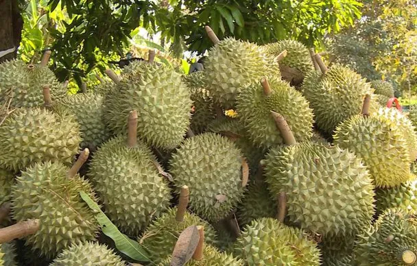 Sầu riêng giảm giá thành nỗi "sầu chung"