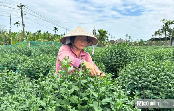 Vắng khách mua hoa dịp Tết, nhiều nhà vườn miền Trung đứng ngồi không yên