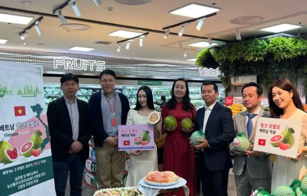 Bưởi xuất khẩu sang Hàn Quốc trung bình đạt 2,4 USD/kg