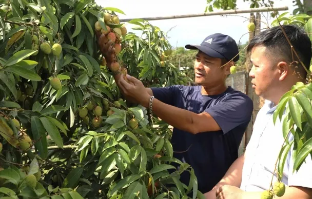 Giá bán buôn vải đầu mùa ở Đắk Lắk là 60.000đ/kg