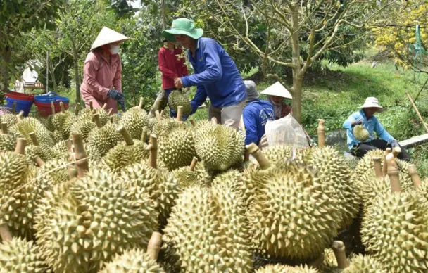 Xây dựng chuỗi liên kết tại vựa trái cây miền Tây