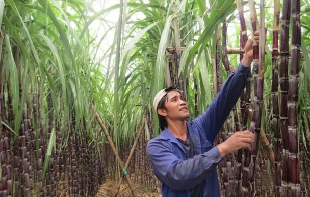 Doanh nghiệp mía đường điêu đứng vì đường lậu