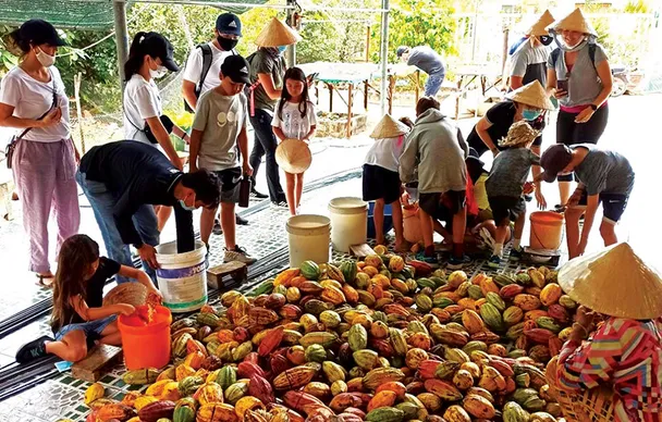 Giá ca cao tiến sát 10.900 đô la Mỹ/tấn