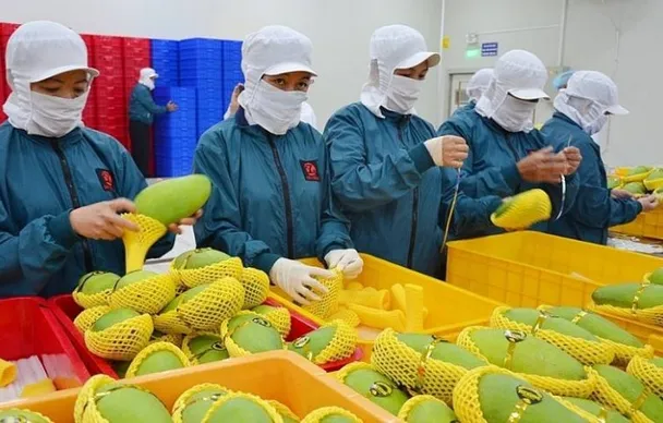 Xoài Việt Nam chiếm 97% thị phần nhập khẩu tại Trung Quốc