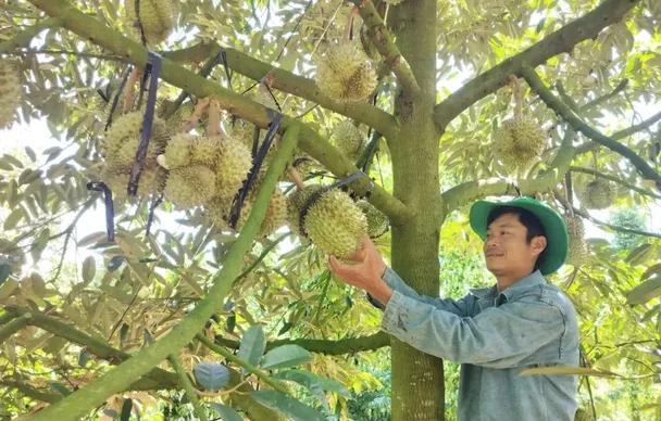 Giám sát chuỗi sầu riêng - “Chìa khóa” cho xuất khẩu bền vững