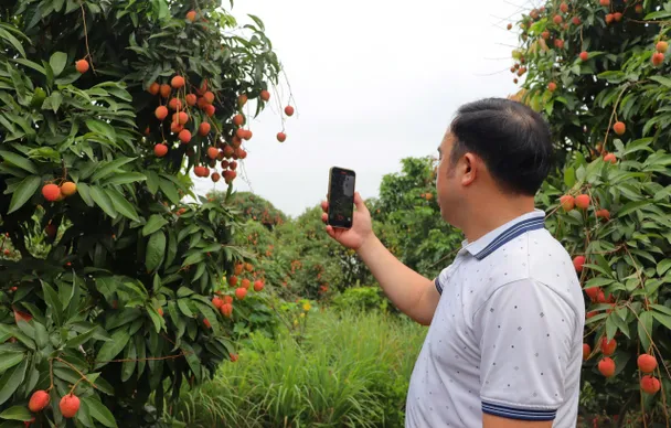 Xúc tiến thị trường, tìm đầu ra với giá tốt cho vải Thanh Hà