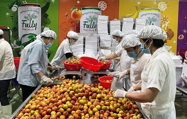 Vải thiều được mùa, nâng tầm xuất khẩu