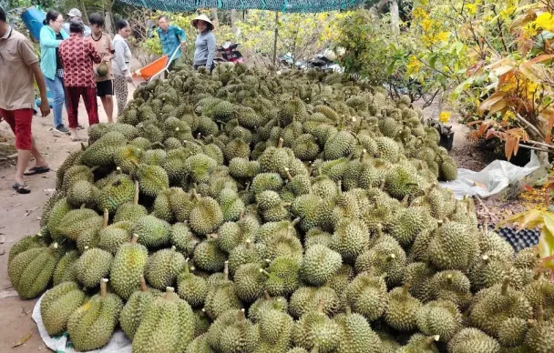 Sầu riêng, mít, chanh vẫn lao dốc, nhà vườn ở Đồng Tháp thất thu