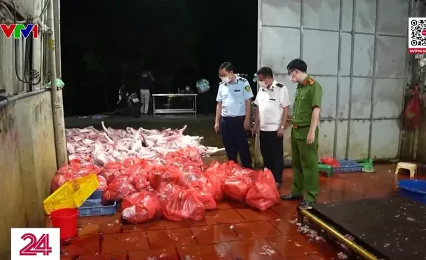 Khởi tố 3 đường dây buôn bán lợn bệnh, lợn chết