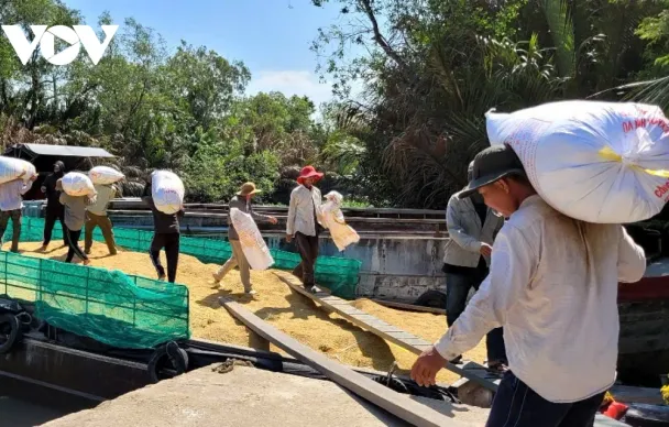 Giá lúa Hè thu vùng ĐBSCL đang ở mức thấp, nhà nông không có lãi