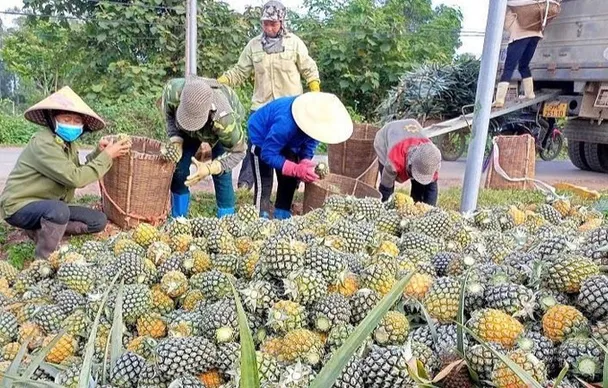 Dứa Việt Nam rộng đường xuất ngoại: Cần chiến lược bài bản để cán mốc tỷ USD