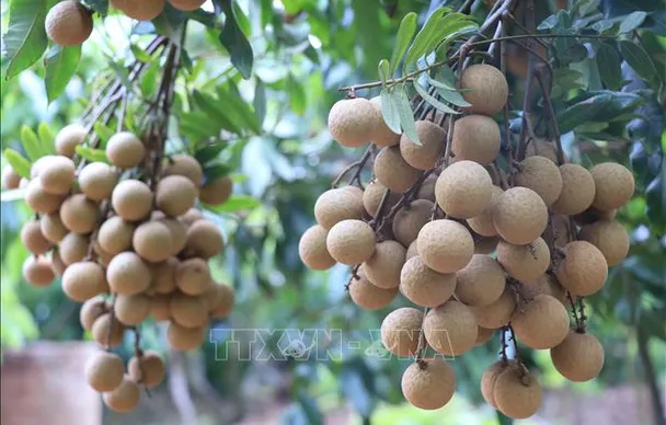 Bảo tồn và nhân rộng giống nhãn đặc sản ở Hưng Yên