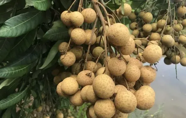 Nhãn lồng Hưng Yên hướng đến xuất khẩu bền vững
