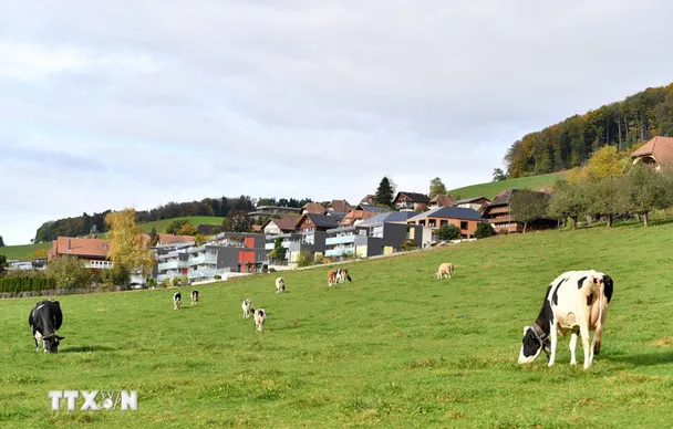 Thêm hai lô sữa bột trẻ em của Nestlé bị thu hồi tại châu Âu