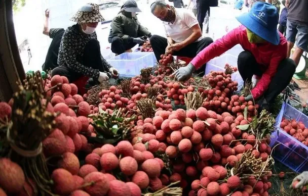 Bán vải thiều qua nền tảng số