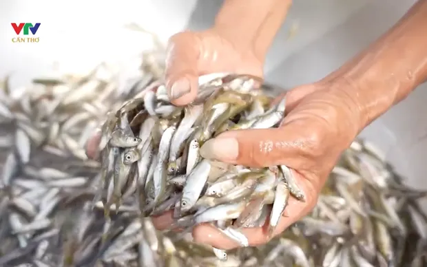 Hành trình ngược dòng nước của đoàn phim ký sự "Theo dấu cá linh"