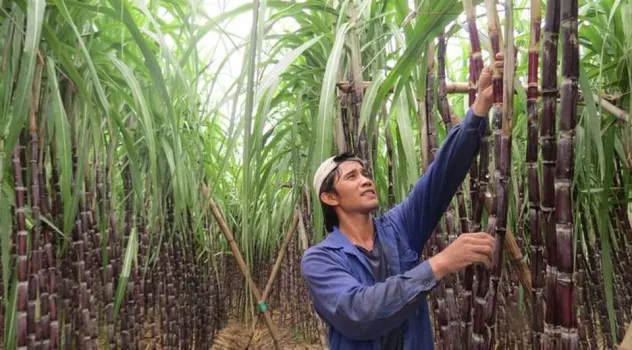 Doanh nghiệp mía đường điêu đứng vì đường lậu