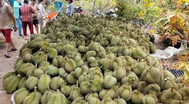 Sầu riêng, mít, chanh vẫn lao dốc, nhà vườn ở Đồng Tháp thất thu