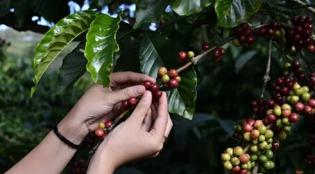Giá cà phê mất đà tăng, gạo Việt chịu thêm áp lực