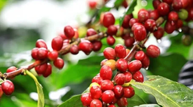 Giá cà phê tăng mạnh