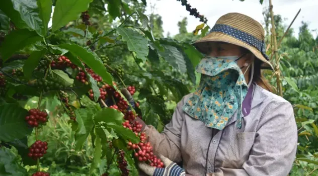 Cà phê Việt Nam "được mùa, được giá"