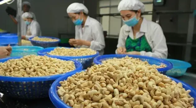 Nghịch lý Việt Nam nhập khẩu hạt điều cao hơn xuất khẩu