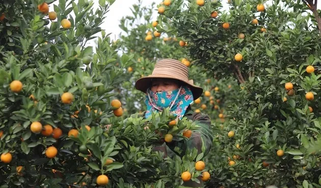 Thương lái "ôm hàng" sớm, làng quất Triệu Sơn nhộn nhịp trước Tết Nguyên đán