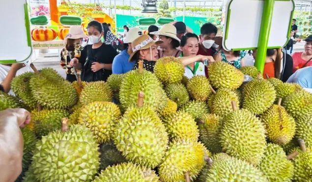 Đẩy mạnh tiêu thụ sầu riêng chính vụ