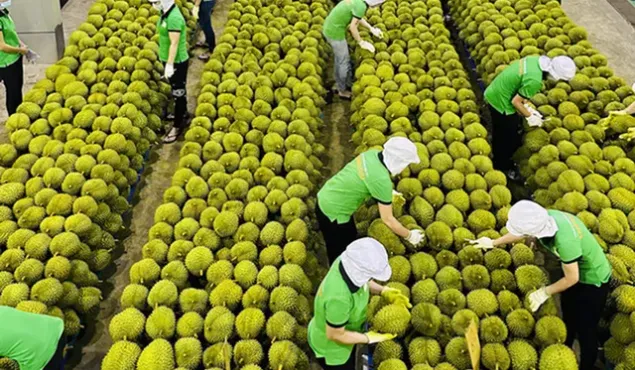 Gỡ điểm nghẽn, tìm hướng đi mới cho xuất khẩu rau quả