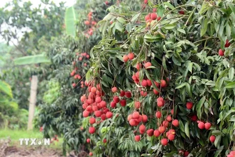 Vải trứng Hưng Yên: Nâng tầm thương hiệu trái cây Việt