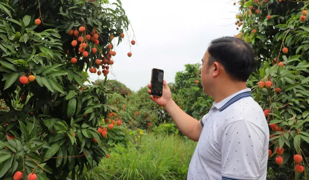 Xúc tiến thị trường, tìm đầu ra với giá tốt cho vải Thanh Hà