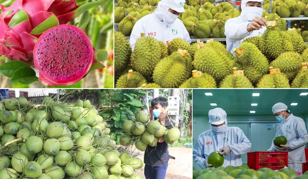 Trung Quốc “siết” nhập khẩu, rau quả Việt chuyển hướng mới