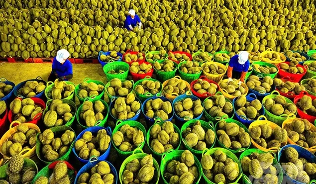 Xuất khẩu sang Trung Quốc giảm mạnh: Lối đi nào cho rau quả Việt?