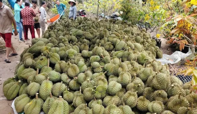 Sầu riêng, mít, chanh vẫn lao dốc, nhà vườn ở Đồng Tháp thất thu