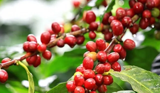 Giá cà phê tăng mạnh