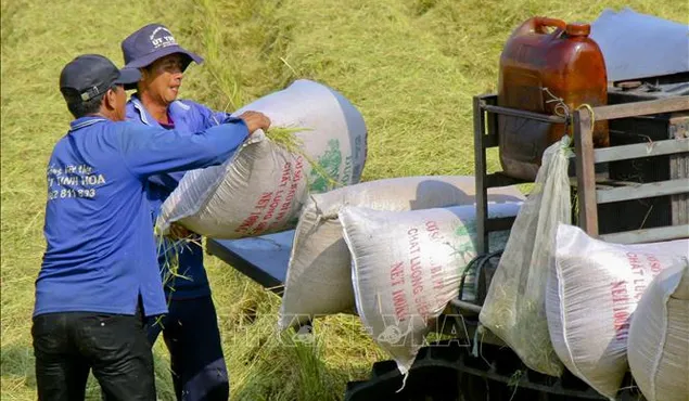 Philippines tạm dừng nhập khẩu, liệu có tác động đến gạo Việt Nam?