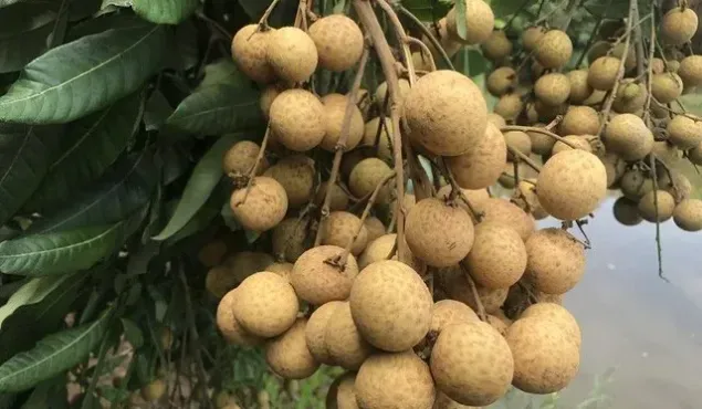 Nhãn lồng Hưng Yên hướng đến xuất khẩu bền vững