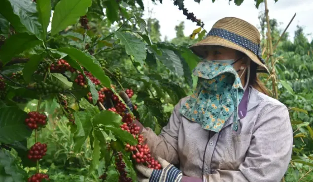 Cà phê Việt Nam "được mùa, được giá"