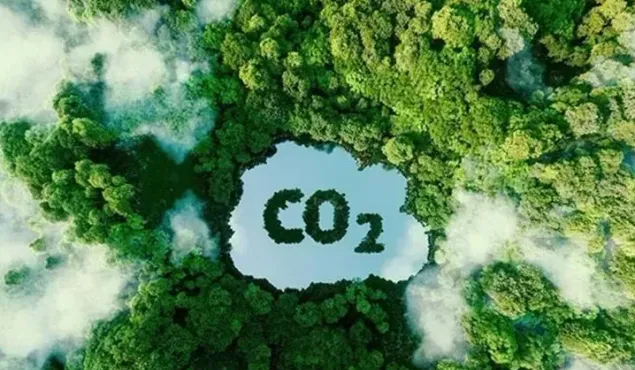 Google mua tín chỉ carbon từ dự án trồng rừng Amazon