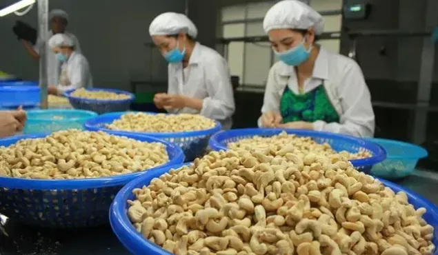 Nghịch lý Việt Nam nhập khẩu hạt điều cao hơn xuất khẩu