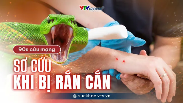 Sơ cứu khi bị rắn cắn
