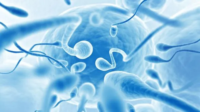 Đồ lót ảnh hưởng đến khả năng sinh sản của nam giới