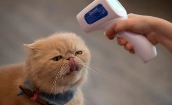 Cảnh báo nguy cơ lây nhiễm virus SARS-CoV-2 giữa mèo với mèo